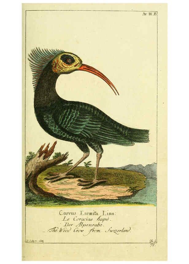 Reproducción/Reproduction 6009082116: Gemeinnüzzige Naturgeschichte des Thierreichs bd 2 plates Berlin ;bei Gottlieb August Lange,1780-1789