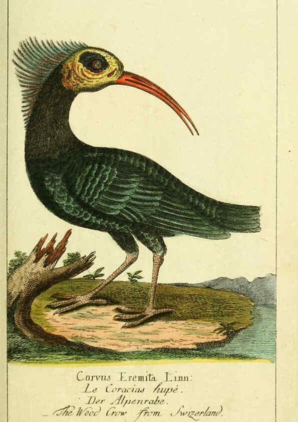 Reproducción/Reproduction 6009082116: Gemeinnüzzige Naturgeschichte des Thierreichs bd 2 plates Berlin ;bei Gottlieb August Lange,1780-1789