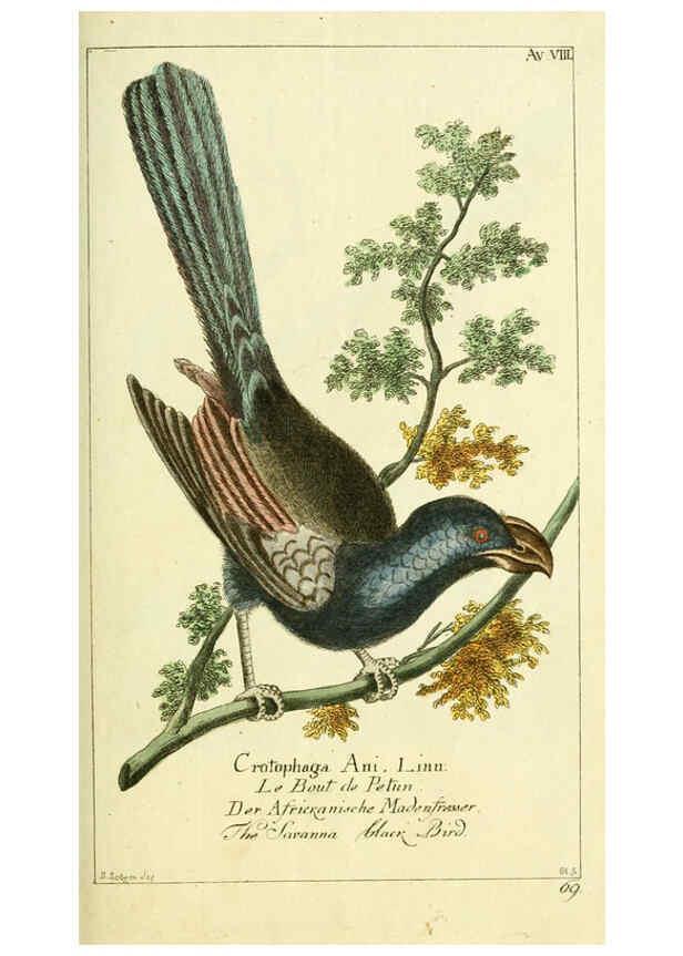 Reproducción/Reproduction 6008533891: Gemeinnüzzige Naturgeschichte des Thierreichs bd 2 plates Berlin ;bei Gottlieb August Lange,1780-1789