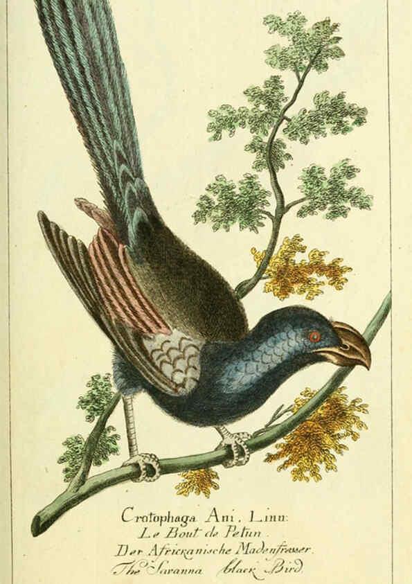 Reproducción/Reproduction 6008533891: Gemeinnüzzige Naturgeschichte des Thierreichs bd 2 plates Berlin ;bei Gottlieb August Lange,1780-1789