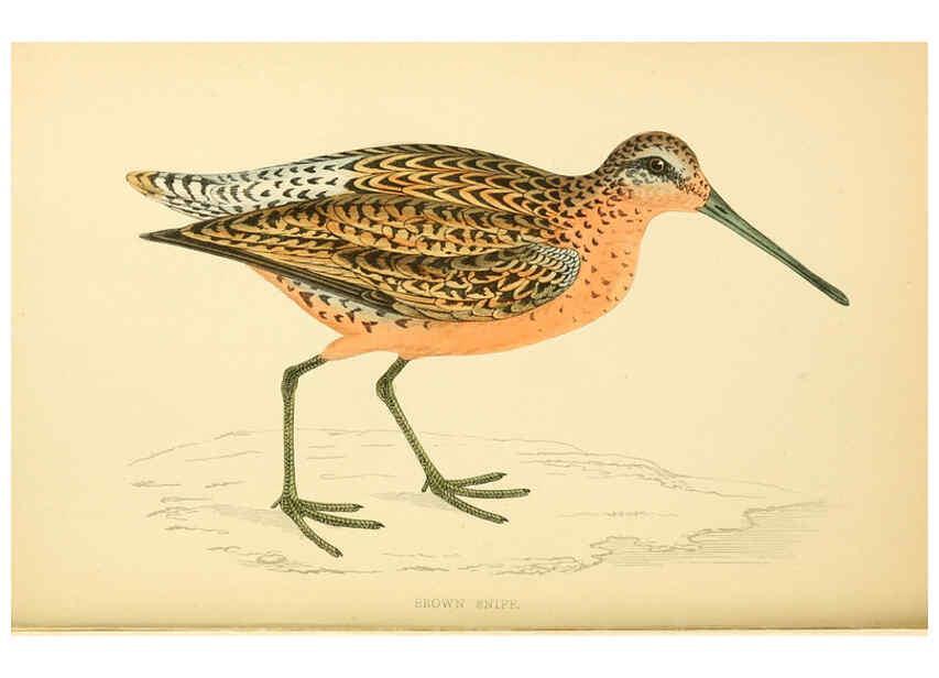Reproducción/Reproduction 6008472489: A history of British birds. v.6 London,Groombridge and Sons,[1862?-1867?] 
