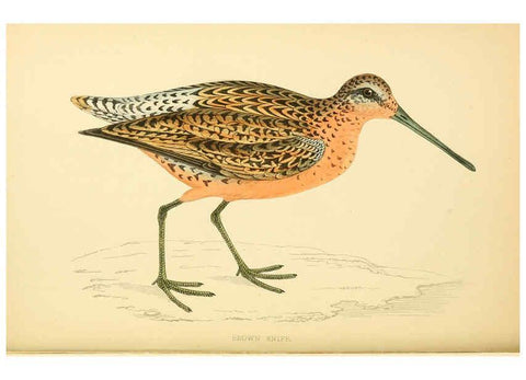 Reproducción/Reproduction 6008472489: A history of British birds. v.6 London,Groombridge and Sons,[1862?-1867?] 