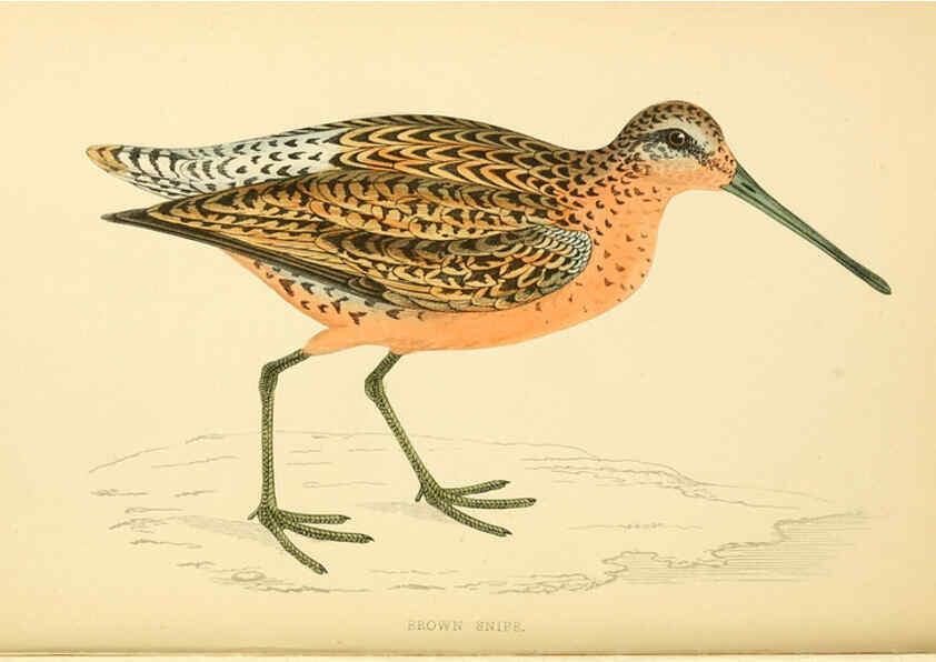 Reproducción/Reproduction 6008472489: A history of British birds. v.6 London,Groombridge and Sons,[1862?-1867?] 