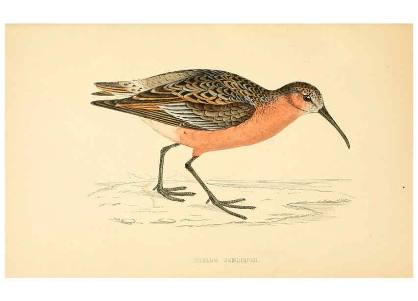 Reproducción/Reproduction 6008472735: A history of British birds. v.6 London,Groombridge and Sons,[1862?-1867?] 