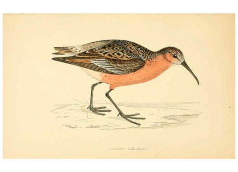 Reproducción/Reproduction 6008472735: A history of British birds. v.6 London,Groombridge and Sons,[1862?-1867?] 