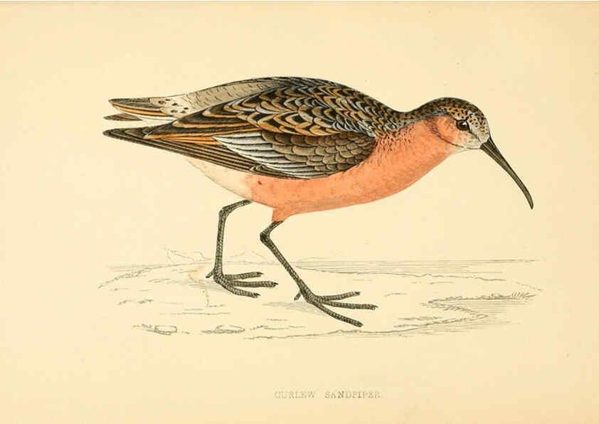Reproducción/Reproduction 6008472735: A history of British birds. v.6 London,Groombridge and Sons,[1862?-1867?] 
