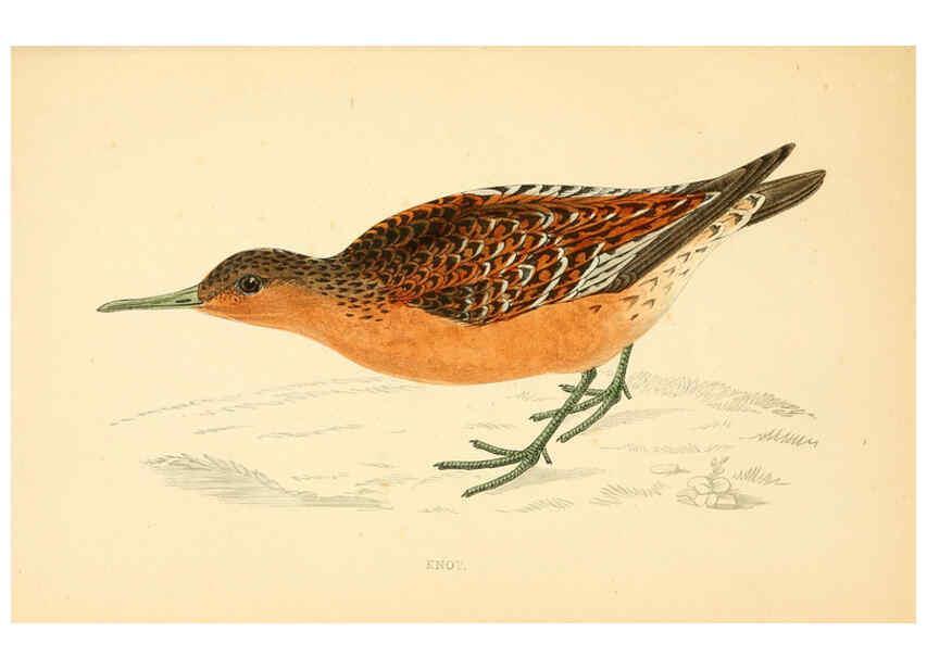 Reproducción/Reproduction 6009020496: A history of British birds. v.6 London,Groombridge and Sons,[1862?-1867?] 