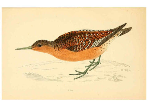 Reproducción/Reproduction 6009020496: A history of British birds. v.6 London,Groombridge and Sons,[1862?-1867?] 