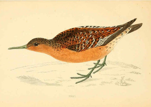 Reproducción/Reproduction 6009020496: A history of British birds. v.6 London,Groombridge and Sons,[1862?-1867?] 