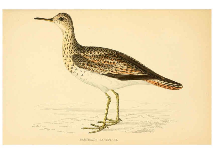 Reproducción/Reproduction 6008473295: A history of British birds. v.6 London,Groombridge and Sons,[1862?-1867?] 