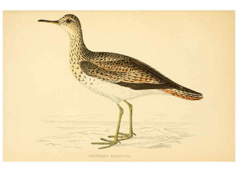 Reproducción/Reproduction 6008473295: A history of British birds. v.6 London,Groombridge and Sons,[1862?-1867?] 