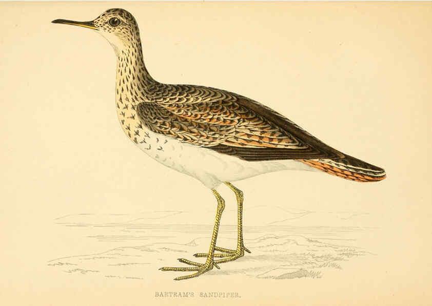 Reproducción/Reproduction 6008473295: A history of British birds. v.6 London,Groombridge and Sons,[1862?-1867?] 