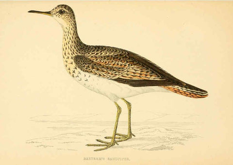 Reproducción/Reproduction 6008473295: A history of British birds. v.6 London,Groombridge and Sons,[1862?-1867?] 