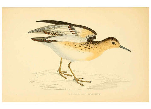 Reproducción/Reproduction 6009021102: A history of British birds. v.6 London,Groombridge and Sons,[1862?-1867?] 