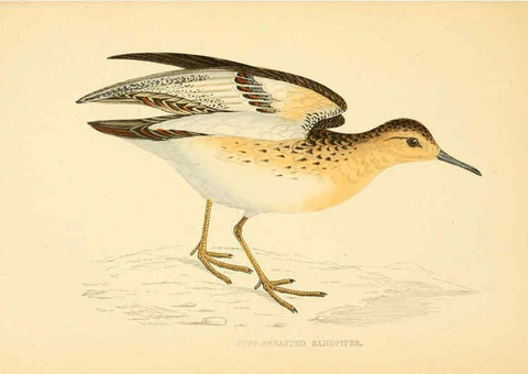 Reproducción/Reproduction 6009021102: A history of British birds. v.6 London,Groombridge and Sons,[1862?-1867?] 