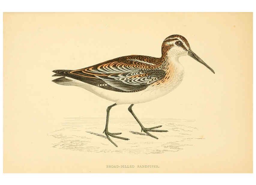 Reproducción/Reproduction 6009021486: A history of British birds. v.6 London,Groombridge and Sons,[1862?-1867?] 