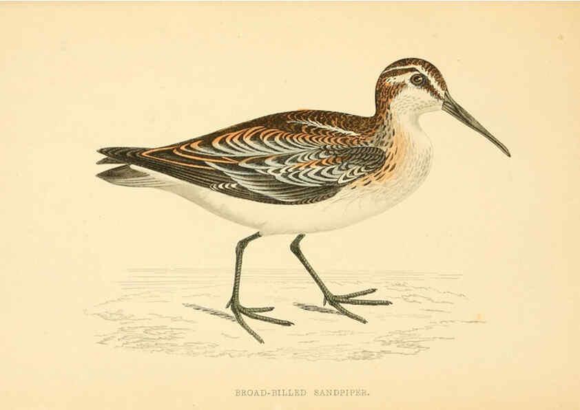 Reproducción/Reproduction 6009021486: A history of British birds. v.6 London,Groombridge and Sons,[1862?-1867?] 