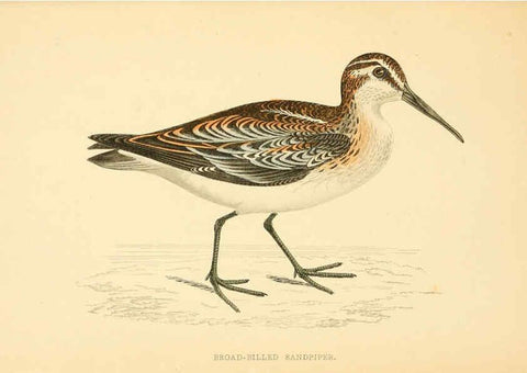 Reproducción/Reproduction 6009021486: A history of British birds. v.6 London,Groombridge and Sons,[1862?-1867?] 