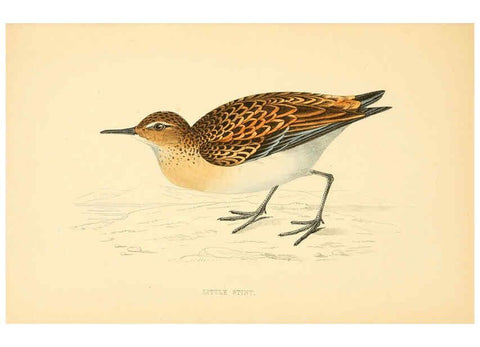 Reproducción/Reproduction 6009021912: A history of British birds. v.6 London,Groombridge and Sons,[1862?-1867?] 