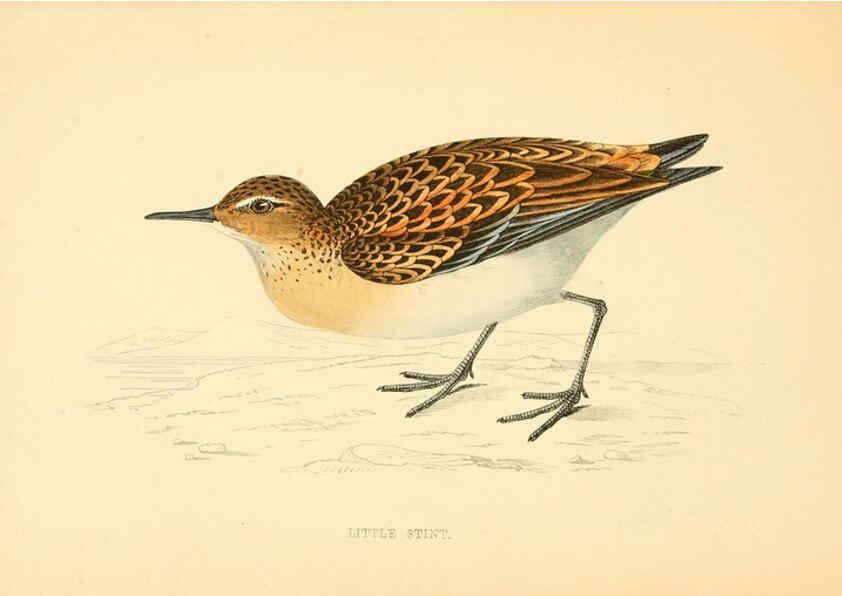 Reproducción/Reproduction 6009021912: A history of British birds. v.6 London,Groombridge and Sons,[1862?-1867?] 