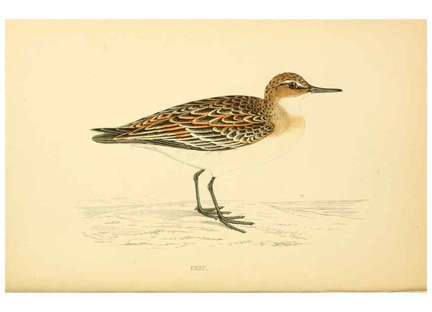 Reproducción/Reproduction 6008474629: A history of British birds. v.6 London,Groombridge and Sons,[1862?-1867?] 