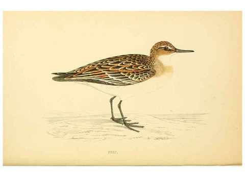 Reproducción/Reproduction 6008474629: A history of British birds. v.6 London,Groombridge and Sons,[1862?-1867?] 