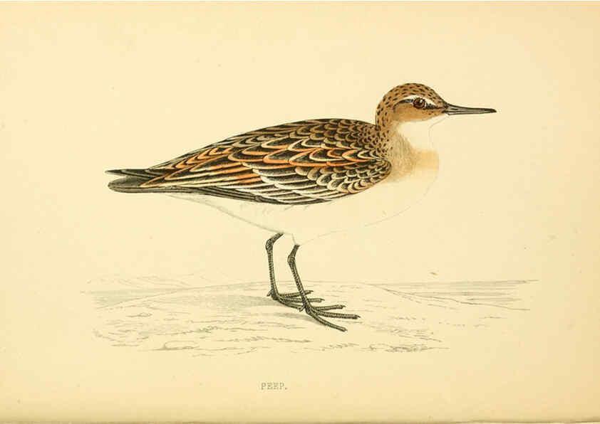 Reproducción/Reproduction 6008474629: A history of British birds. v.6 London,Groombridge and Sons,[1862?-1867?] 