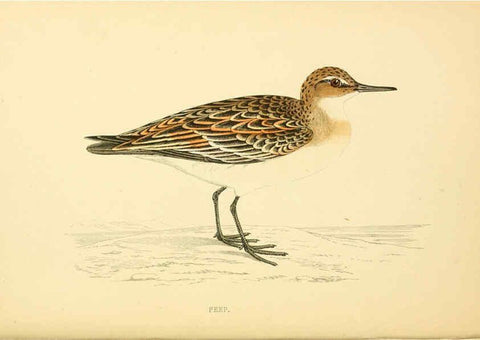 Reproducción/Reproduction 6008474629: A history of British birds. v.6 London,Groombridge and Sons,[1862?-1867?] 