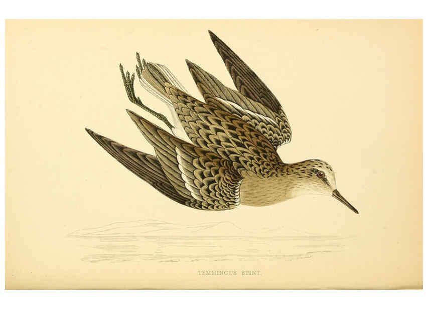 Reproducción/Reproduction 6008474897: A history of British birds. v.6 London,Groombridge and Sons,[1862?-1867?] 