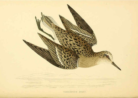 Reproducción/Reproduction 6008474897: A history of British birds. v.6 London,Groombridge and Sons,[1862?-1867?] 