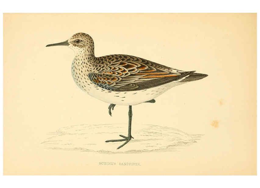 Reproducción/Reproduction 6008475197: A history of British birds. v.6 London,Groombridge and Sons,[1862?-1867?] 