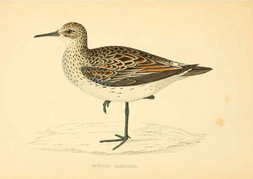 Reproducción/Reproduction 6008475197: A history of British birds. v.6 London,Groombridge and Sons,[1862?-1867?] 