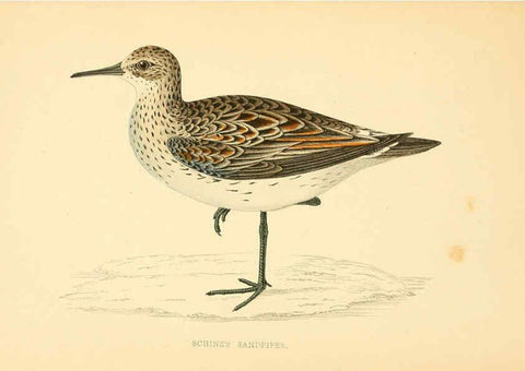 Reproducción/Reproduction 6008475197: A history of British birds. v.6 London,Groombridge and Sons,[1862?-1867?] 