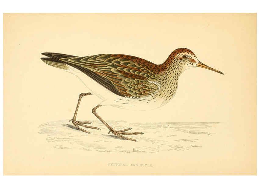 Reproducción/Reproduction 6008475609: A history of British birds. v.6 London,Groombridge and Sons,[1862?-1867?] 