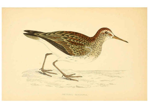 Reproducción/Reproduction 6008475609: A history of British birds. v.6 London,Groombridge and Sons,[1862?-1867?] 