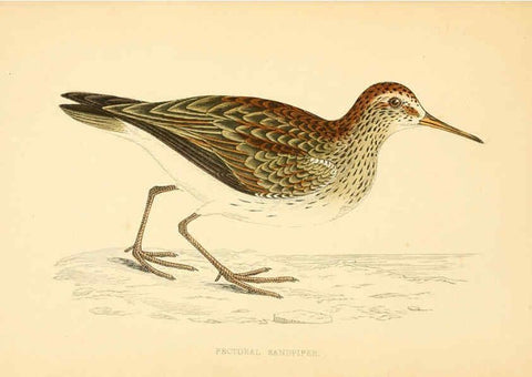Reproducción/Reproduction 6008475609: A history of British birds. v.6 London,Groombridge and Sons,[1862?-1867?] 