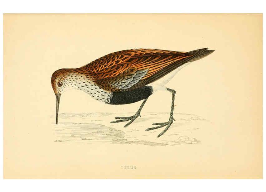 Reproducción/Reproduction 6009023424: A history of British birds. v.6 London,Groombridge and Sons,[1862?-1867?] 