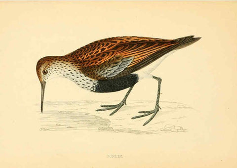 Reproducción/Reproduction 6009023424: A history of British birds. v.6 London,Groombridge and Sons,[1862?-1867?] 