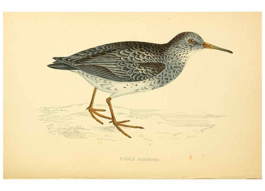 Reproducción/Reproduction 6008476475: A history of British birds. v.6 London,Groombridge and Sons,[1862?-1867?] 