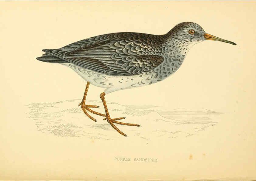 Reproducción/Reproduction 6008476475: A history of British birds. v.6 London,Groombridge and Sons,[1862?-1867?] 