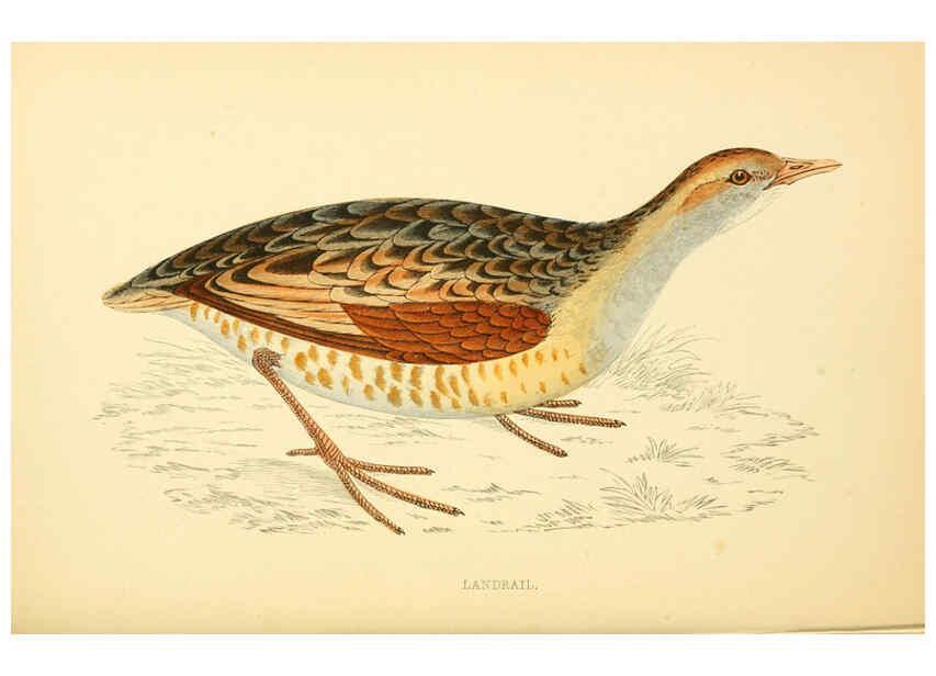 Reproducción/Reproduction 6008476827: A history of British birds. v.6 London,Groombridge and Sons,[1862?-1867?] 