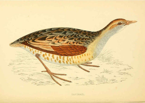 Reproducción/Reproduction 6008476827: A history of British birds. v.6 London,Groombridge and Sons,[1862?-1867?] 