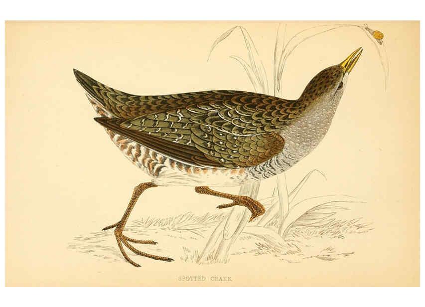 Reproducción/Reproduction 6008477071: A history of British birds. v.6 London,Groombridge and Sons,[1862?-1867?] 