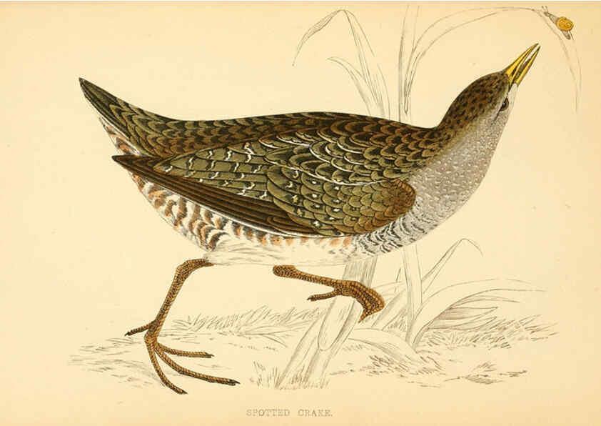 Reproducción/Reproduction 6008477071: A history of British birds. v.6 London,Groombridge and Sons,[1862?-1867?] 