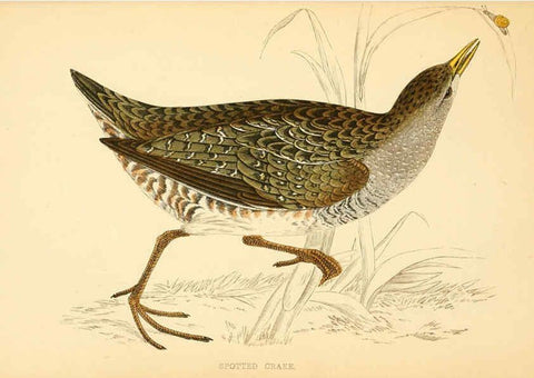 Reproducción/Reproduction 6008477071: A history of British birds. v.6 London,Groombridge and Sons,[1862?-1867?] 