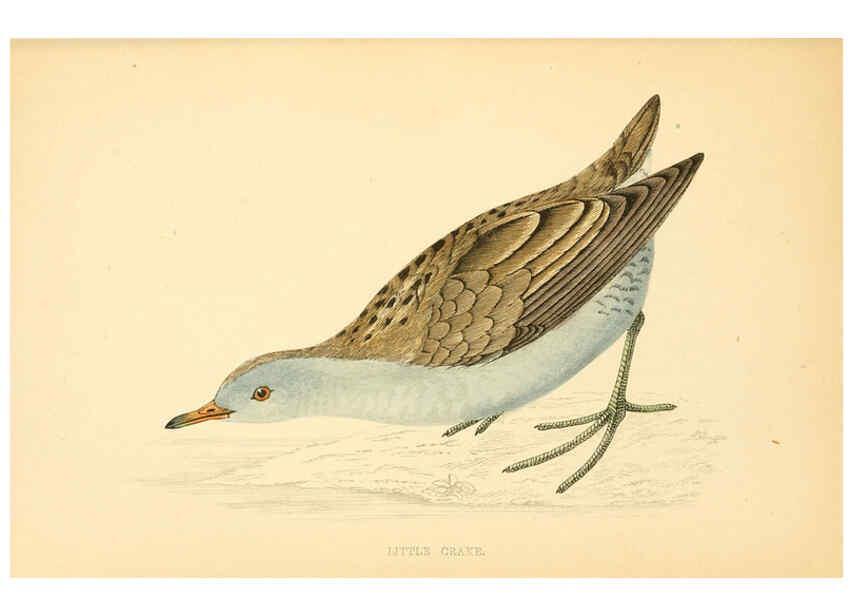 Reproducción/Reproduction 6009024824: A history of British birds. v.6 London,Groombridge and Sons,[1862?-1867?] 