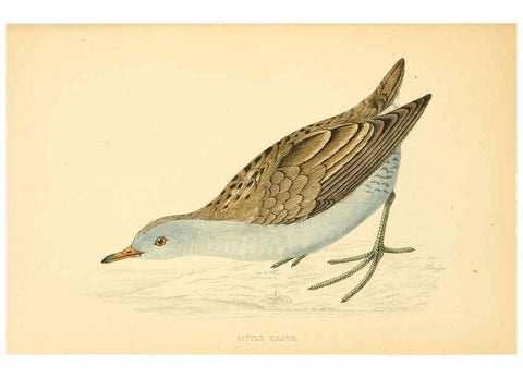 Reproducción/Reproduction 6009024824: A history of British birds. v.6 London,Groombridge and Sons,[1862?-1867?] 