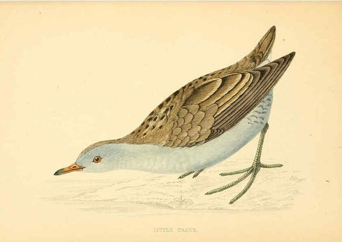Reproducción/Reproduction 6009024824: A history of British birds. v.6 London,Groombridge and Sons,[1862?-1867?] 