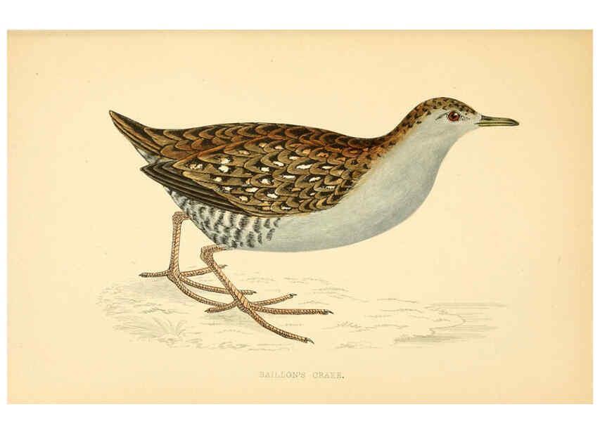 Reproducción/Reproduction 6009025158: A history of British birds. v.6 London,Groombridge and Sons,[1862?-1867?] 