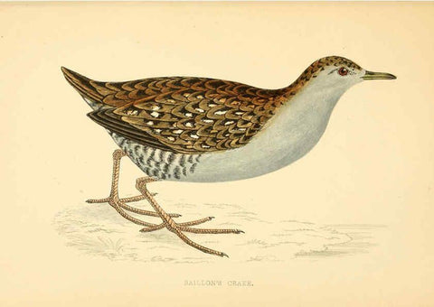 Reproducción/Reproduction 6009025158: A history of British birds. v.6 London,Groombridge and Sons,[1862?-1867?] 